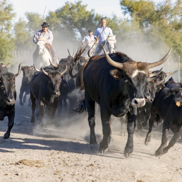 VOYAGE DE GROUPE - Au cœur de la Camargue
