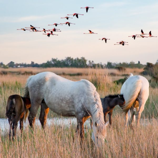VOTRE VOYAGE SCOLAIRE - Camargue, un delta authentique