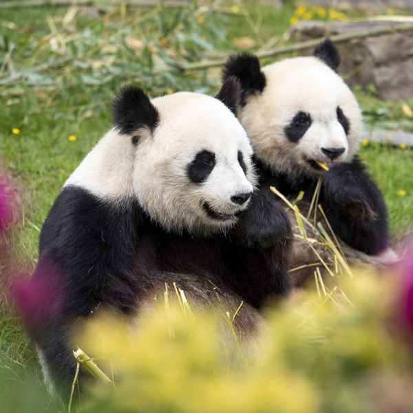 VOYAGE DE GROUPE - Extraordinaire ZooParc de Beauval