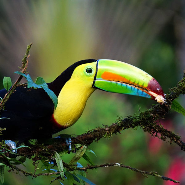 VOYAGE DE GROUPE - Le Costa Rica, paradis naturel