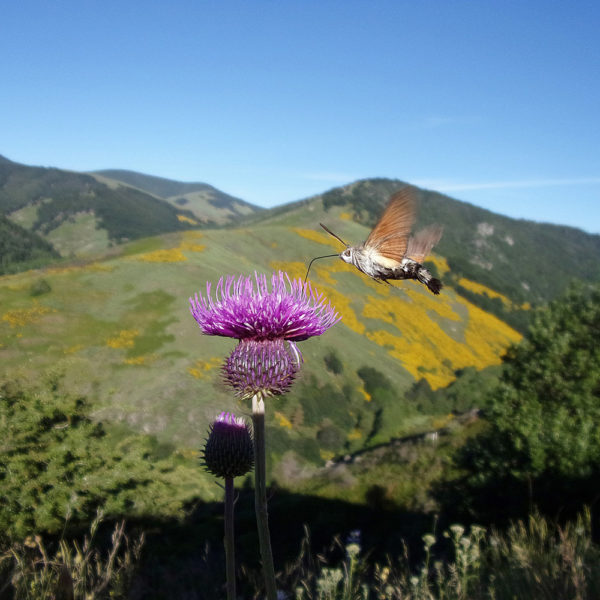 VOYAGE DE GROUPE - Richesses des Cévennes